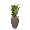 capi met ficus robusta taupe