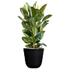 Ficus robusta plant in zwarte pot 
