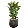 ficus robusta kantoorplant in bloempot