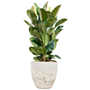 Ficus Robusta in luxe pot 