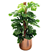gatenplant in koperkleur pot