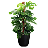 goedkope kantoorplant met pot