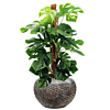 kantoorplant met luxe pot