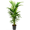 Groene Kentia palm kantoor 