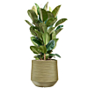Ficus in groene plantenbak voor kantoor