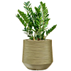 groene pot met zamioculcas