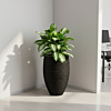 aglaonema kantoorplant met zwarte hoge pot