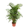 Grote areca palm