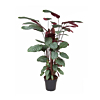 grote calathea kantoorplant