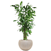 grote caryota in beige bloempot