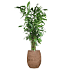 grote caryota schaduwpalm in pot