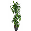 grote dracaena kamerplant p27