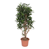 grote dracaena reflexa