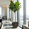grote Ficus boom op kantoor