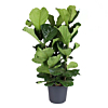 grote ficus lyrata