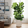 grote ficus lyrata kamerplant