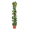 Philodendron scandens