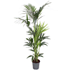grote Kentia palm kamerplant