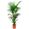 grote kentia palmen