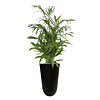 grote palm in zwarte pot