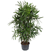 grote Rhapis excelsa schaduwplant