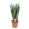 Grote sansevieria kantoorplant