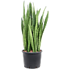 Grote Sansevieria Zeylanica makkelijk te onderhouden