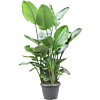 grote strelitzia kantoorplant