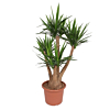 grote yucca voor op kantoor