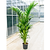 Hoge Kentia palm werkruimte