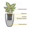 Ficus elastica 'Robusta'