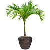 veitchia palm met bloempot
