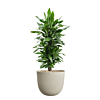 makkelijke plant voor kantoor in beige pot