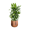 dracaena in pot 