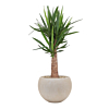 yucca voor kantoor in beige pot