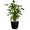 goedkope kantoor palm