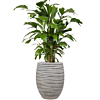 palm in hoge bloempot