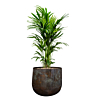 kentia palmen voor kantoor in pot