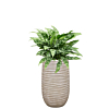 kantoorplant aglaonema in beige pot