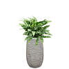 kantoorplant aglaonema in grijze pot