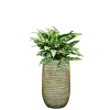 kantoorplant aglaonema in groene pot