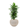 mooie kantoorplant in beige bloempot