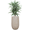 kantoorplant dracaena in beige pot