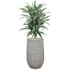 kantoorplant dracaena in grijze pot