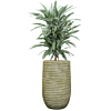 kantoorplant dracaena in groene pot