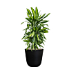 goedkope kantoorplant met pot