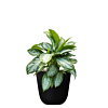 zwarte bloempot met plant voor kantoor