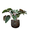 kantoorplant in bloempot
