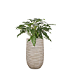 kantoorplant philodendron in beige pot