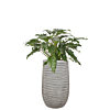 kantoorplant philodendron in grijze pot